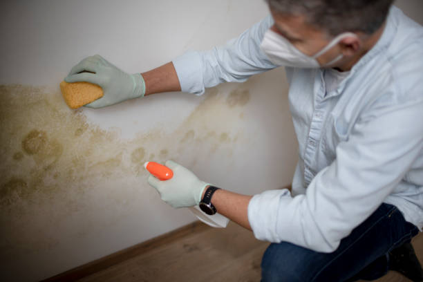 Best Residential Mold Inspection & Testing  in Ruthers, CA